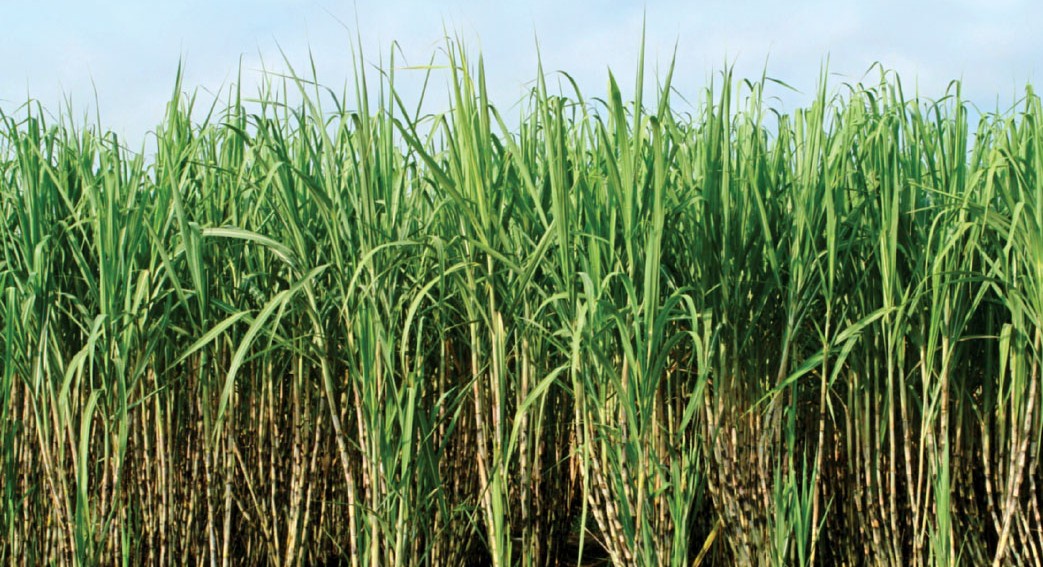 grass